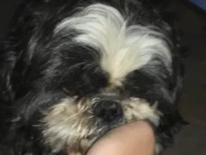 Cachorro raça Shiztzu idade 3 anos nome Ted