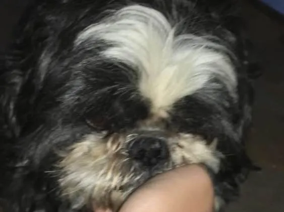 Cachorro ra a Shiztzu idade 3 anos nome Ted