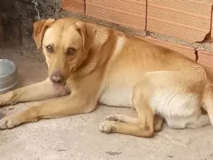 Cachorro raça Labrador com vira lata idade 1 ano nome Spayk
