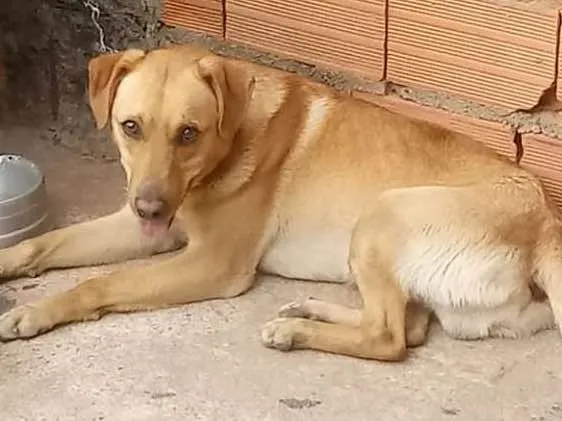 Cachorro ra a Labrador com vira lata idade 1 ano nome Spayk
