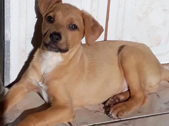 Cachorro ra a SRD idade 2 a 6 meses nome Stuart