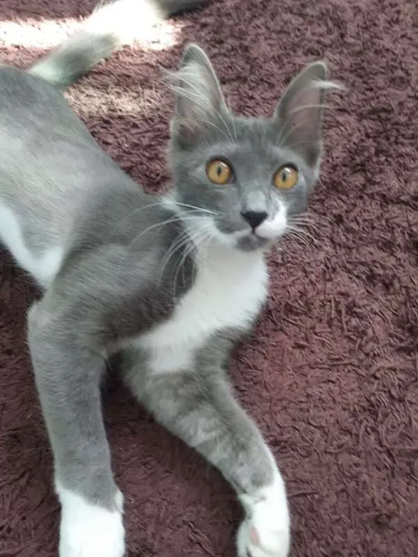 Gato ra a SRD idade 2 a 6 meses nome Luna