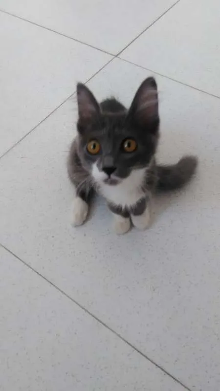 Gato ra a SRD idade 2 a 6 meses nome Luna