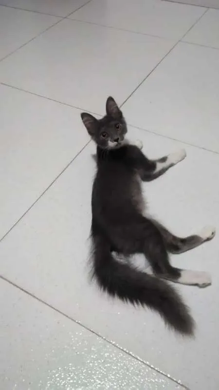 Gato ra a SRD idade 2 a 6 meses nome Luna