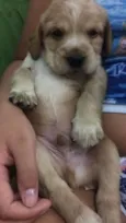 Filhotes de cocker