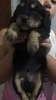 Filhotes de cocker