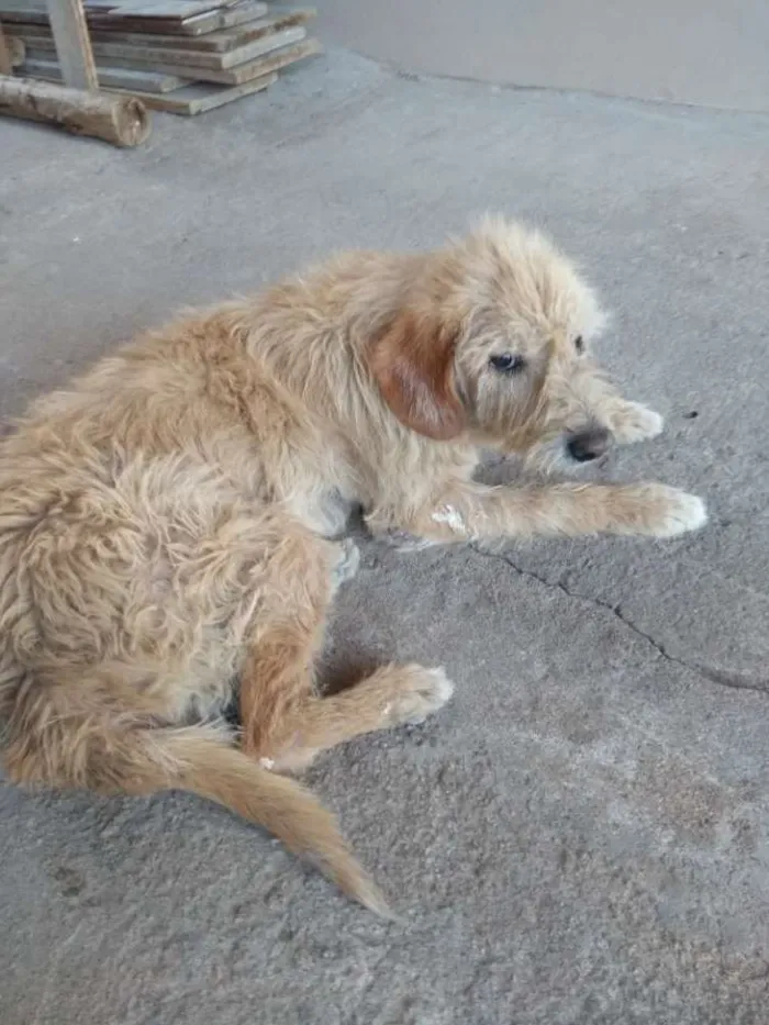 Cachorro ra a Sem raça definida idade 6 ou mais anos nome Beethoven