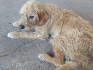Cachorro raça Sem raça definida idade 6 ou mais anos nome Beethoven