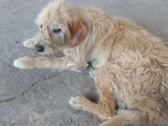 Cachorro ra a Sem raça definida idade 6 ou mais anos nome Beethoven
