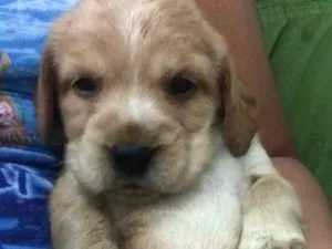 Cachorro raça Cocker com vira lata idade Abaixo de 2 meses nome Filhotes de cocker