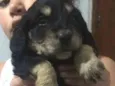 Filhotes de cocker