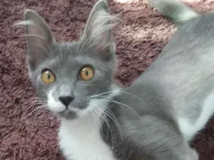 Gato raça SRD idade 2 a 6 meses nome Luna