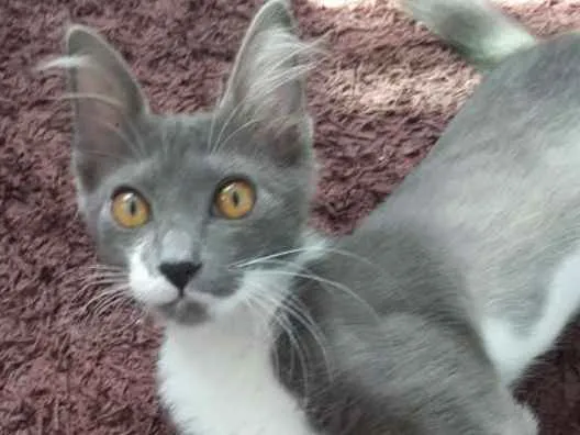 Gato ra a SRD idade 2 a 6 meses nome Luna