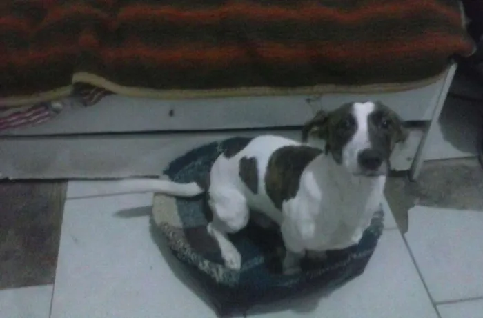 Cachorro ra a Sad idade 1 ano nome Luiz