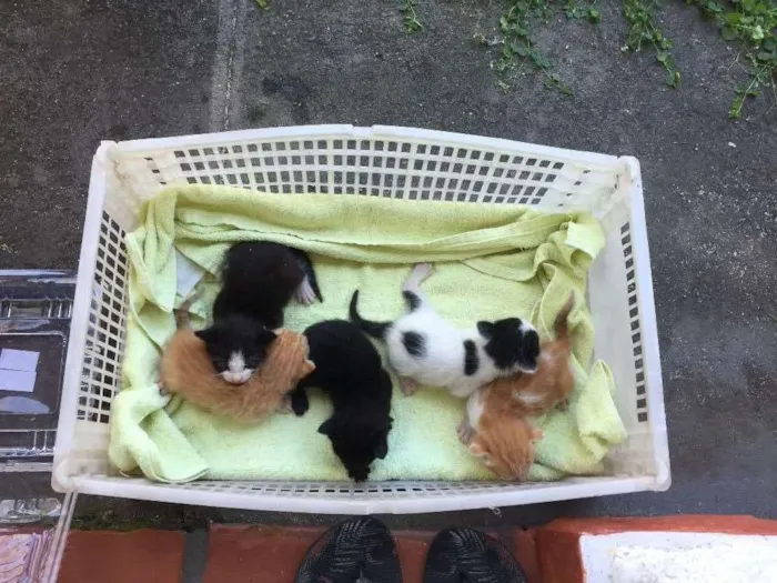 Gato ra a  idade Abaixo de 2 meses nome Sem nome 