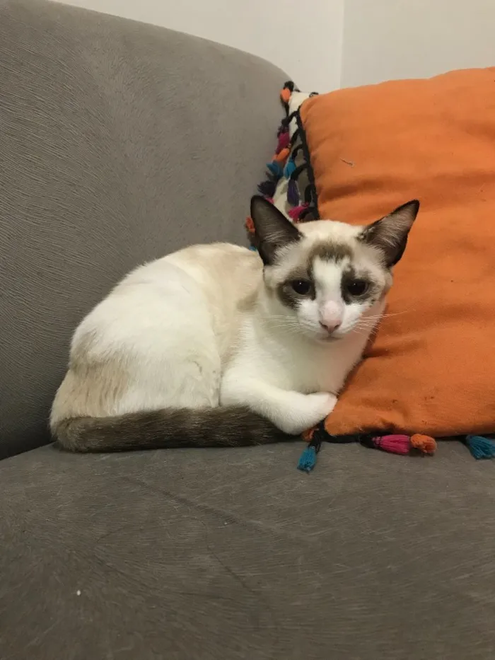 Gato ra a SRD idade 2 a 6 meses nome Penélope