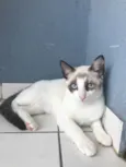 Penélope