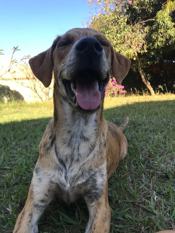 Cachorro ra a SRD idade 2 a 6 meses nome Bob