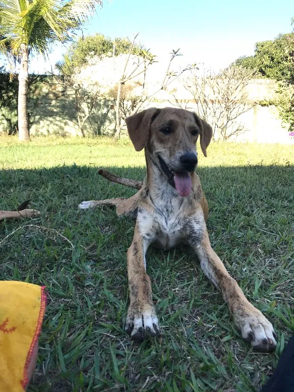 Cachorro ra a SRD idade 2 a 6 meses nome Bob
