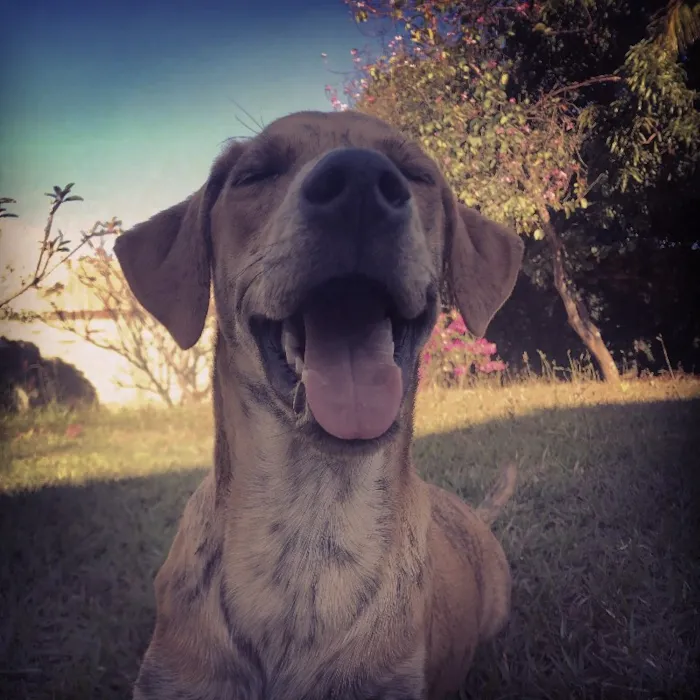 Cachorro ra a SRD idade 2 a 6 meses nome Bob