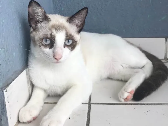 Gato ra a SRD idade 2 a 6 meses nome Penélope