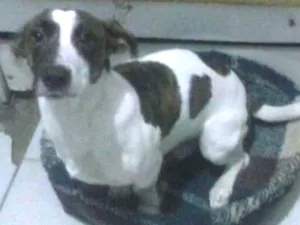 Cachorro raça Sad idade 1 ano nome Luiz