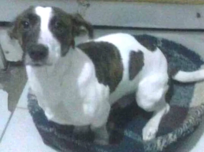 Cachorro ra a Sad idade 1 ano nome Luiz