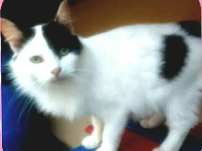 Gato ra a  idade 2 anos nome Liz