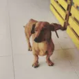 MANO