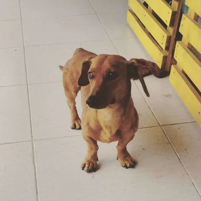Cachorro ra a Basset-Cofap idade  nome MANO
