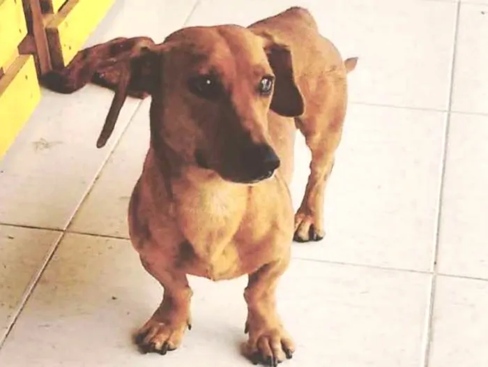 Cachorro ra a Basset-Cofap idade  nome MANO
