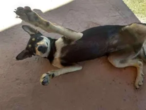 Cachorro raça Vira lata idade 2 a 6 meses nome Thor