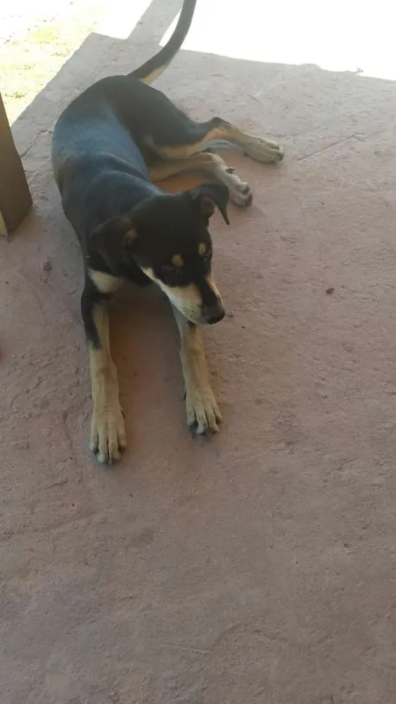 Cachorro raça Vira lata idade 2 a 6 meses nome Thor