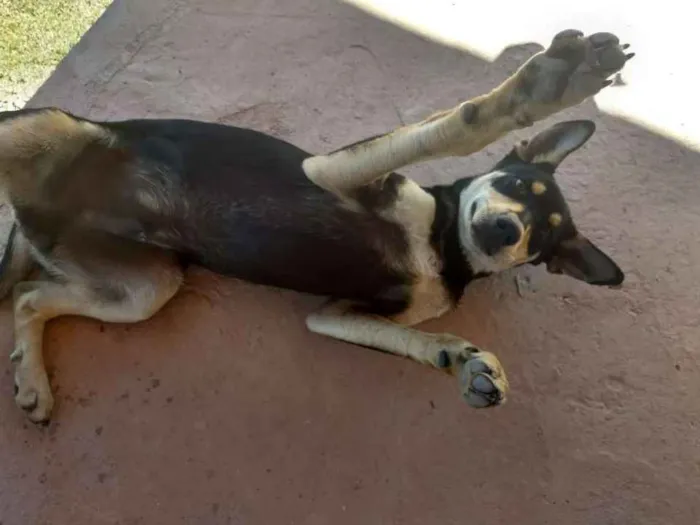 Cachorro raça Vira lata idade 2 a 6 meses nome Thor