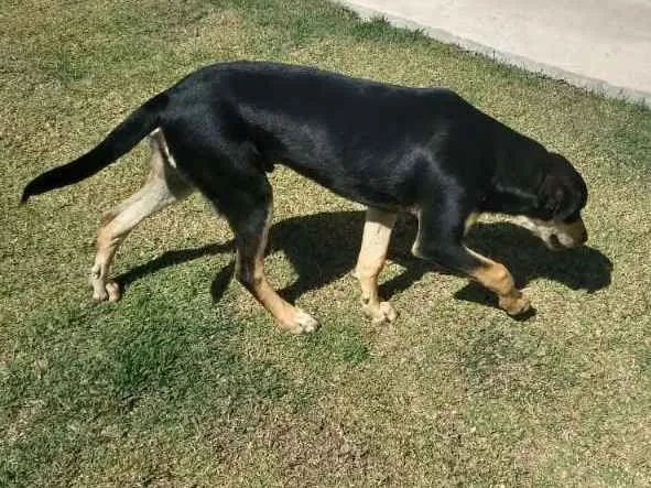 Cachorro raça Vira lata idade 2 a 6 meses nome Thor