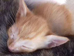 Gato raça (SRD) idade Abaixo de 2 meses nome -