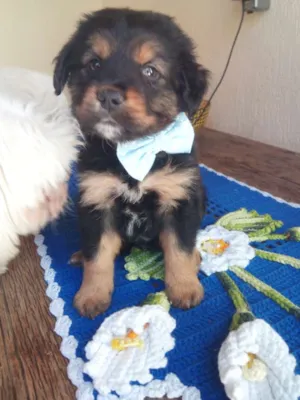 Cachorro raça vira latas idade 2 a 6 meses nome GABRIEL