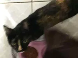 Gato raça SRD idade 1 ano nome Olivia PAGO R$400,00