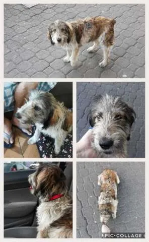 Cachorro raça SRD idade 1 ano nome BOB