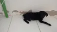pretinha