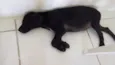 pretinha
