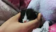 Chico