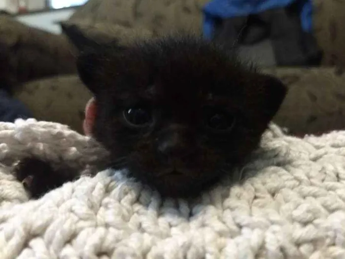 Gato ra a  idade Abaixo de 2 meses nome Pretinho 