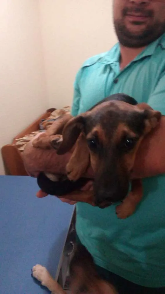 Cachorro ra a Vira lata idade 7 a 11 meses nome Jade e Jasmim