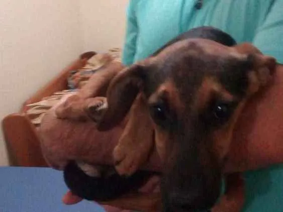 Cachorro ra a Vira lata idade 7 a 11 meses nome Jade e Jasmim