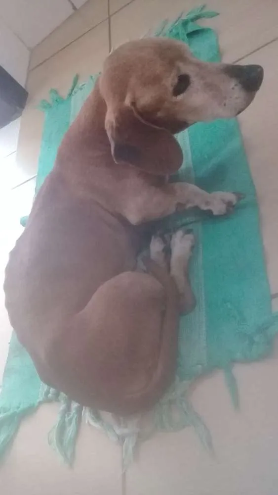 Cachorro ra a Basse idade 5 anos nome Spike