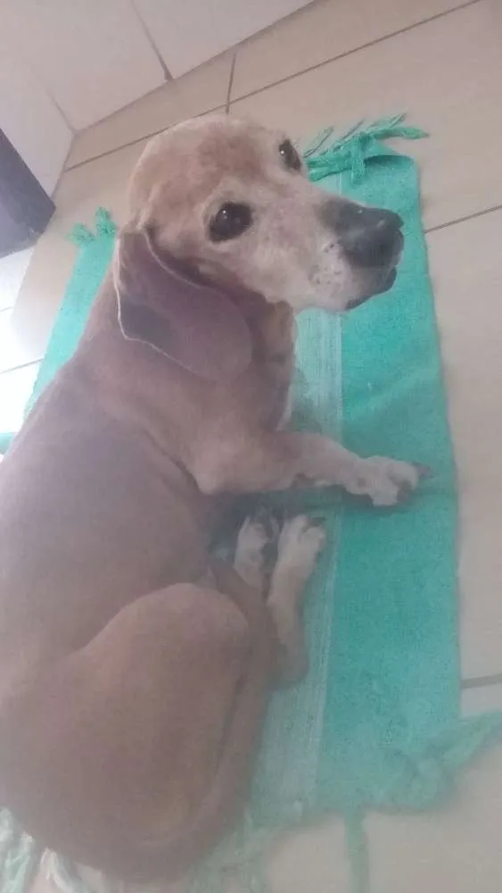 Cachorro ra a Basse idade 5 anos nome Spike