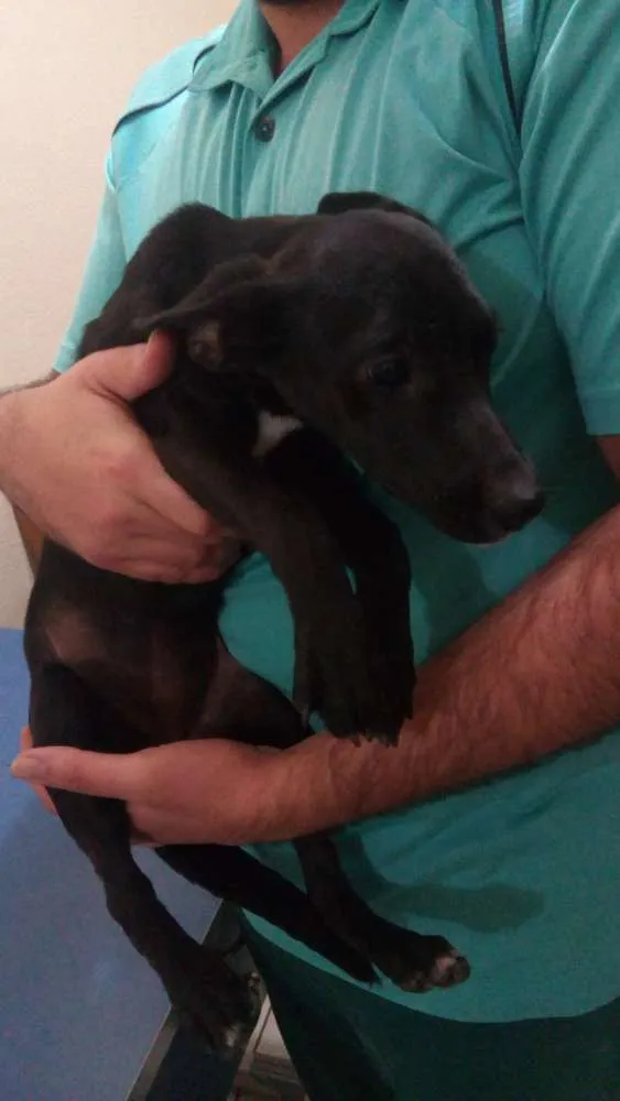 Cachorro ra a Vira lata idade 7 a 11 meses nome Jade e Jasmim