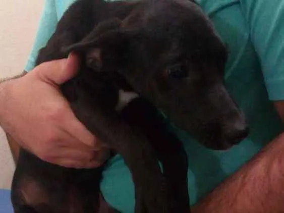 Cachorro ra a Vira lata idade 7 a 11 meses nome Jade e Jasmim