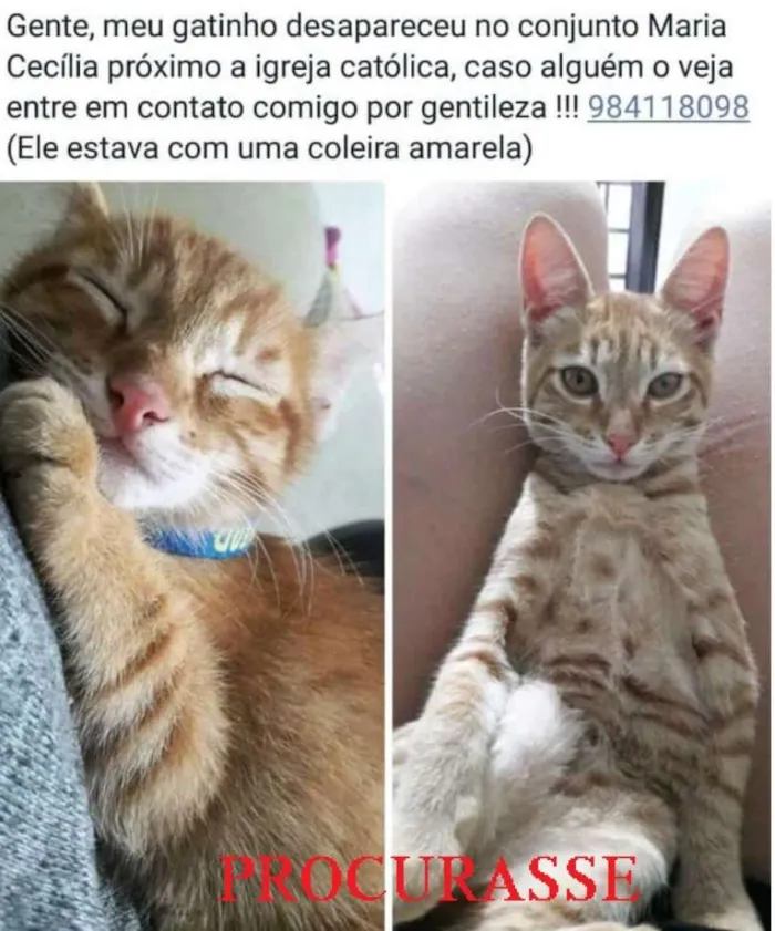 Gato ra a VIRA-LATA idade 7 a 11 meses nome JOSE